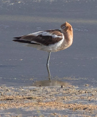 Recurvirostra americana