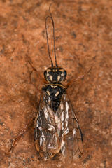 Pamphiliidae
