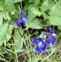 Delphinium nuttallianum