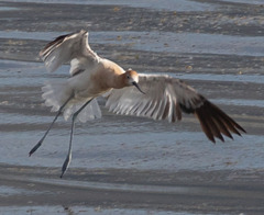 Recurvirostra americana