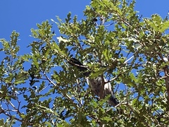 Aphelocoma woodhouseii