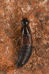 Raphirus