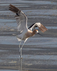 Recurvirostra americana