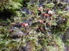 Peltigera