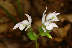 Triphora trianthophoros