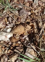 Phrynosoma orbiculare