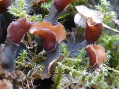 Peltigera