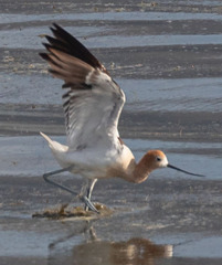 Recurvirostra americana