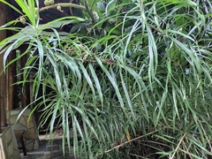 Dracaena angustifolia