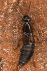 Raphirus
