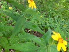 Helianthus divaricatus