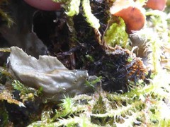 Peltigera