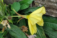 Oenothera glazioviana