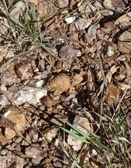 Phrynosoma orbiculare