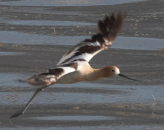 Recurvirostra americana