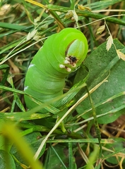 Sphinx ligustri