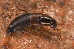 Raphirus