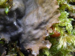 Peltigera