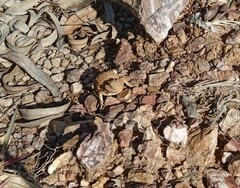 Phrynosoma orbiculare