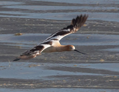 Recurvirostra americana