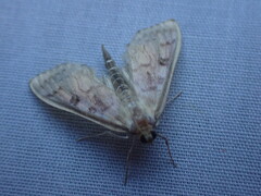 Herpetogramma aquilonalis