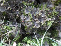 Peltigera