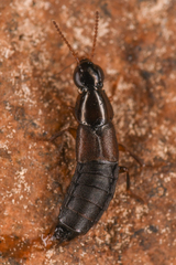 Raphirus
