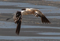 Recurvirostra americana