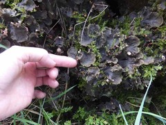 Peltigera