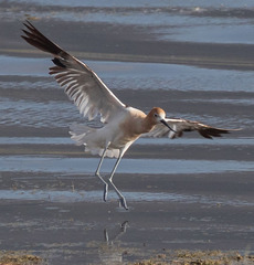 Recurvirostra americana