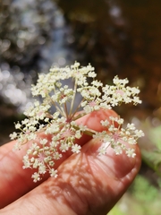 Peucedanum palustre