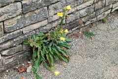Oenothera glazioviana