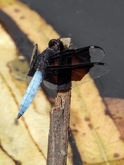 Palpopleura lucia