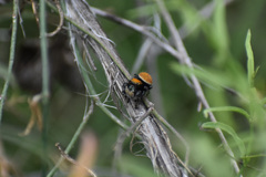 Phidippus apacheanus
