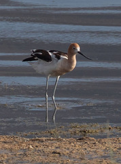 Recurvirostra americana