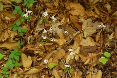 Triphora trianthophoros