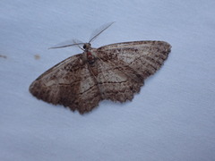 Neoalcis californiaria