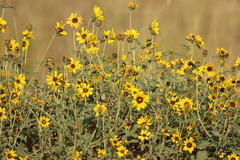 Helianthus petiolaris