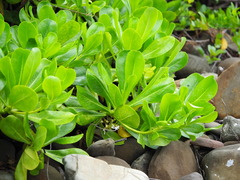 Scaevola taccada