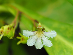 Scaevola taccada