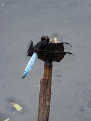 Palpopleura lucia