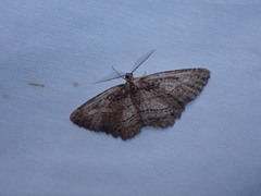 Neoalcis californiaria