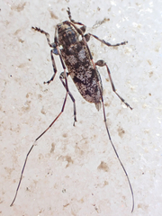 Acanthocinus pusillus
