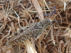 Calliptamus italicus