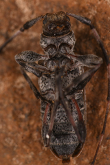 Acanthocinus pusillus