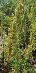 Artemisia campestris