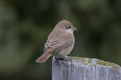 Lanius isabellinus