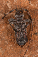 Acanthocinus pusillus