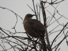 Toxostoma redivivum