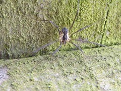 Mitopus morio